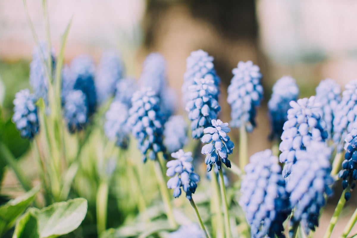 Spring Skin Allergies: How Environmental Changes Affect Sensitive Skin